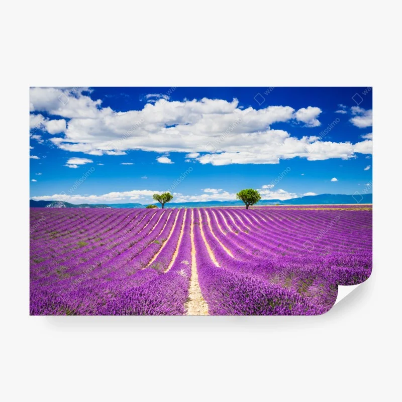 Carta da parati campo di lavanda a Valensole, Provenza