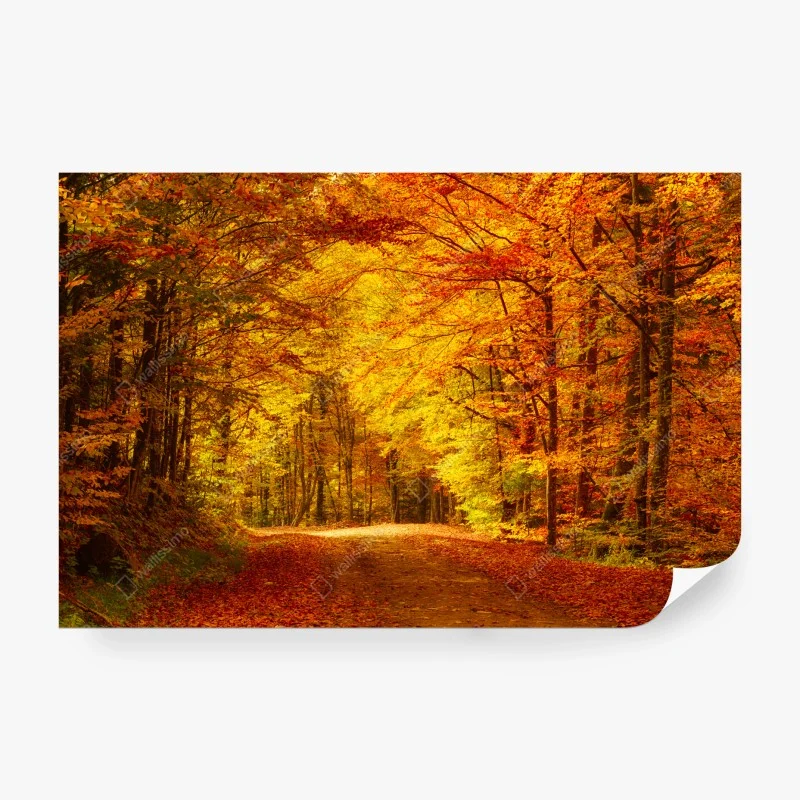 Carta da parati sentiero d'autunno nel bosco dorato • Wallissimo® Carta da parati sentiero d'autunno nel bosco dorato • Wallissimo®