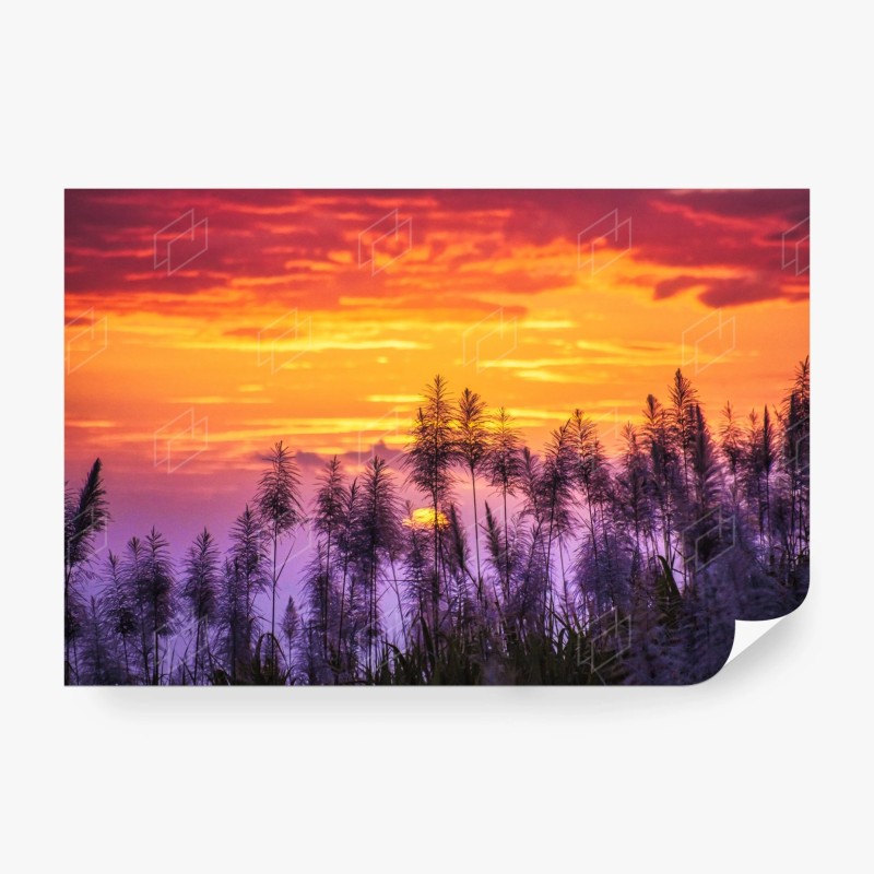 Carta da parati tramonto dorato tra le canne