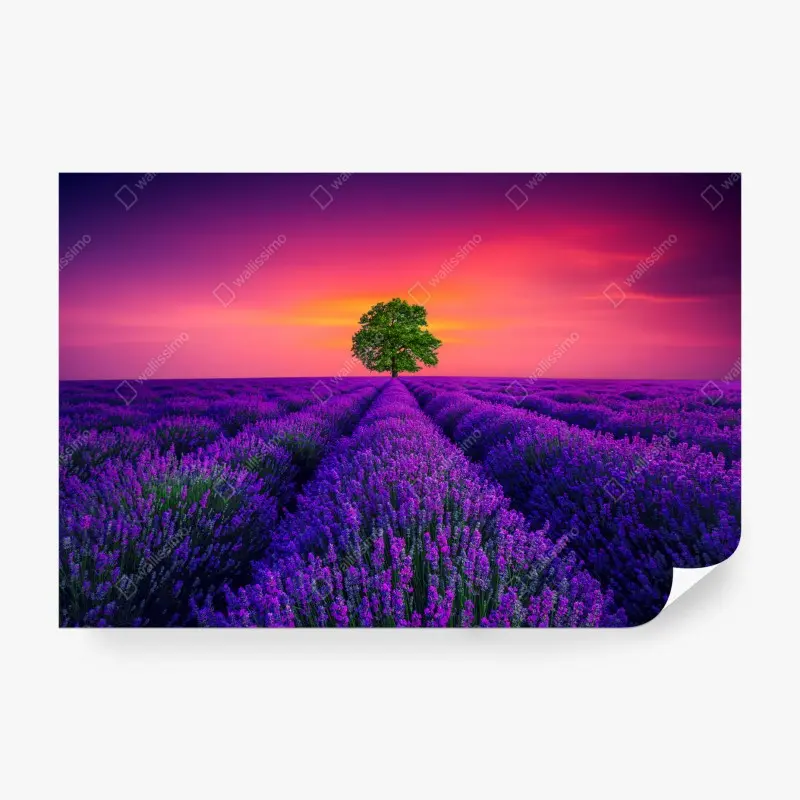 Carta da parati albero solitario nel campo di lavanda al tramonto