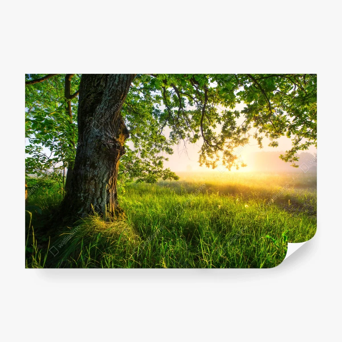Carta da parati quercia maestosa al mattino dorato • Wallissimo®
