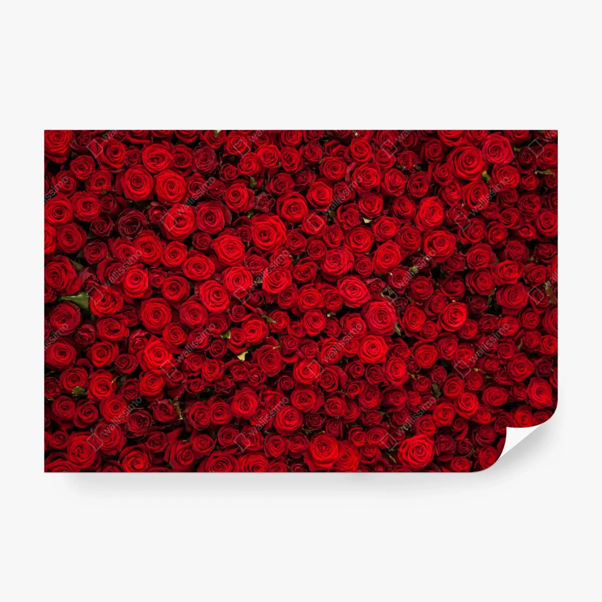 Carta da parati mosaico di rose rosse • Wallissimo®