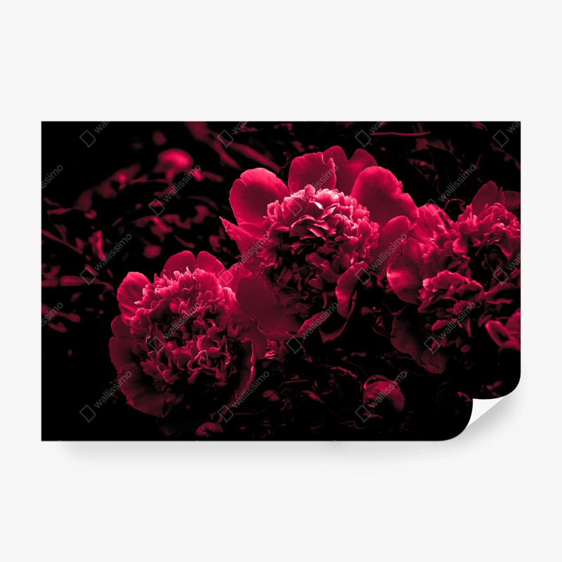 Carta da parati peonie rosse in controluce