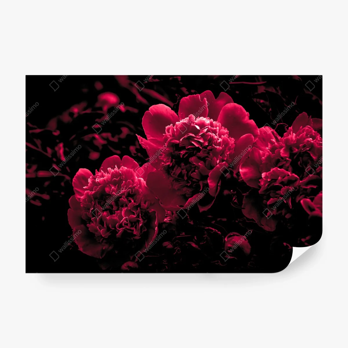 Carta da parati peonie rosse in controluce • Wallissimo®