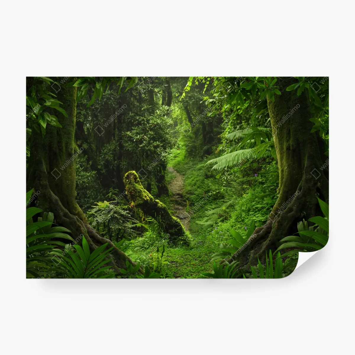 Carta da parati sentiero incantato nella foresta pluviale • Wallissimo®