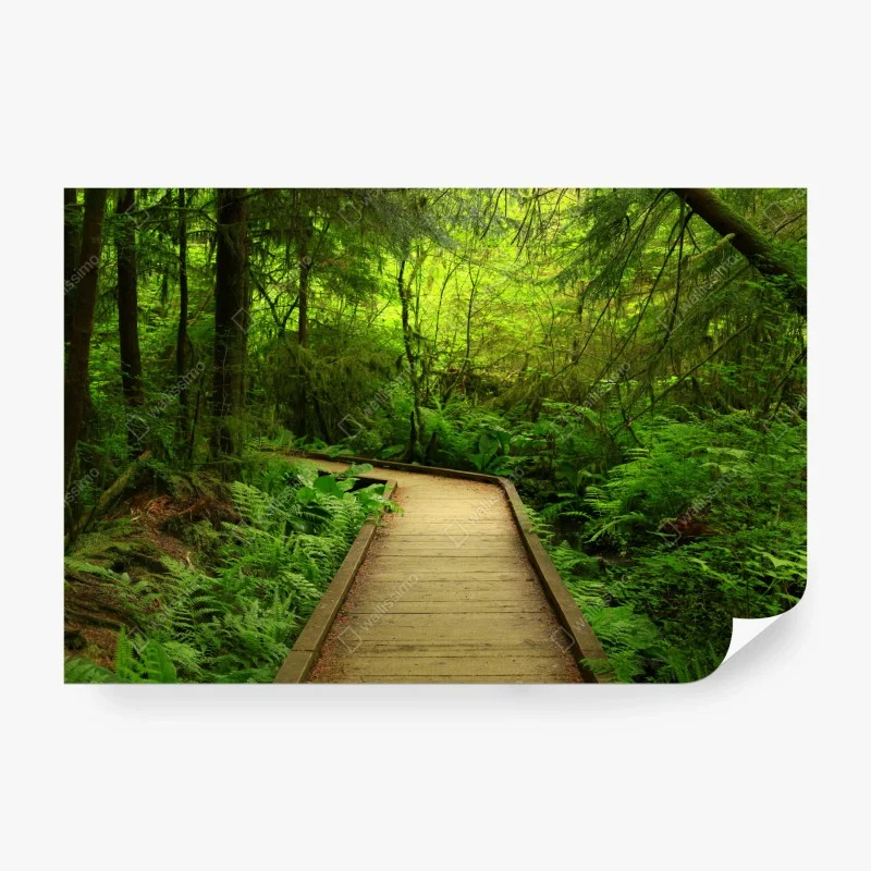 Carta da parati sentiero nel bosco verde