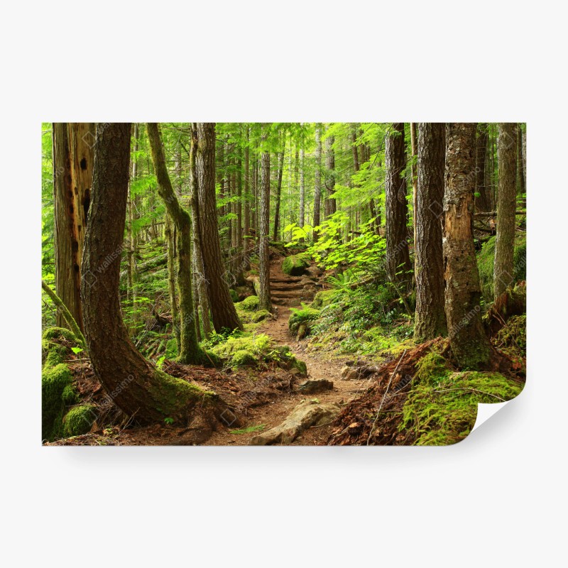 Carta da parati sentiero nella foresta verde