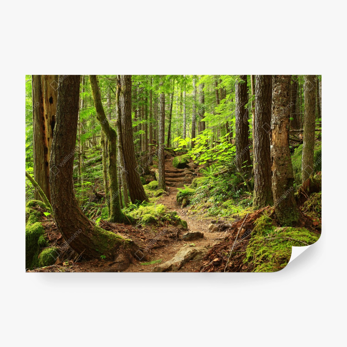 Carta da parati sentiero nella foresta verde • Wallissimo® Carta da parati sentiero nella foresta verde • Wallissimo®