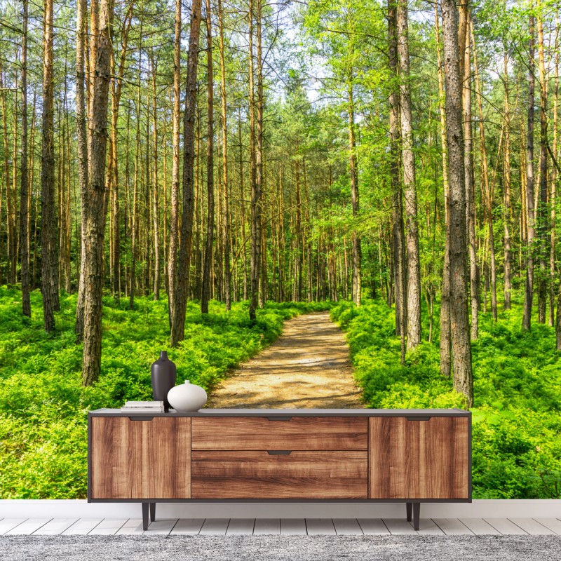 Carta da parati sentiero silenzioso nella foresta di pini