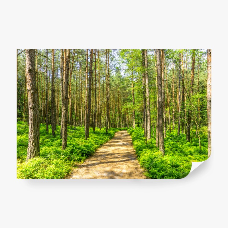 Carta da parati sentiero silenzioso nella foresta di pini