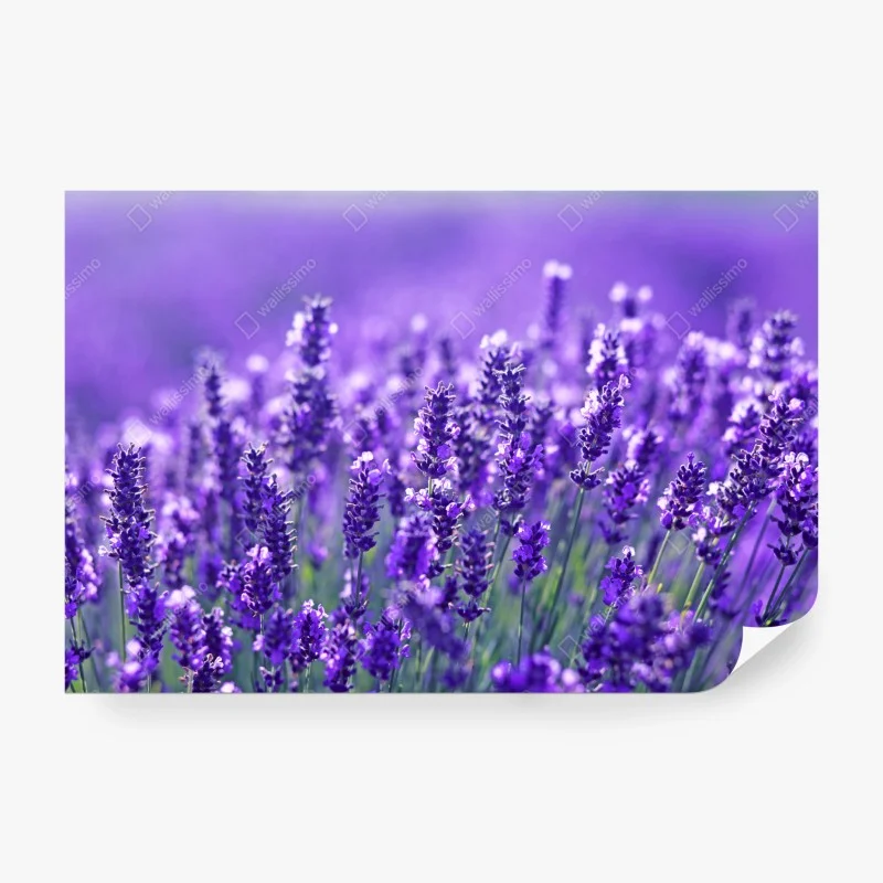 Carta da parati un mare di lavanda in dettaglio