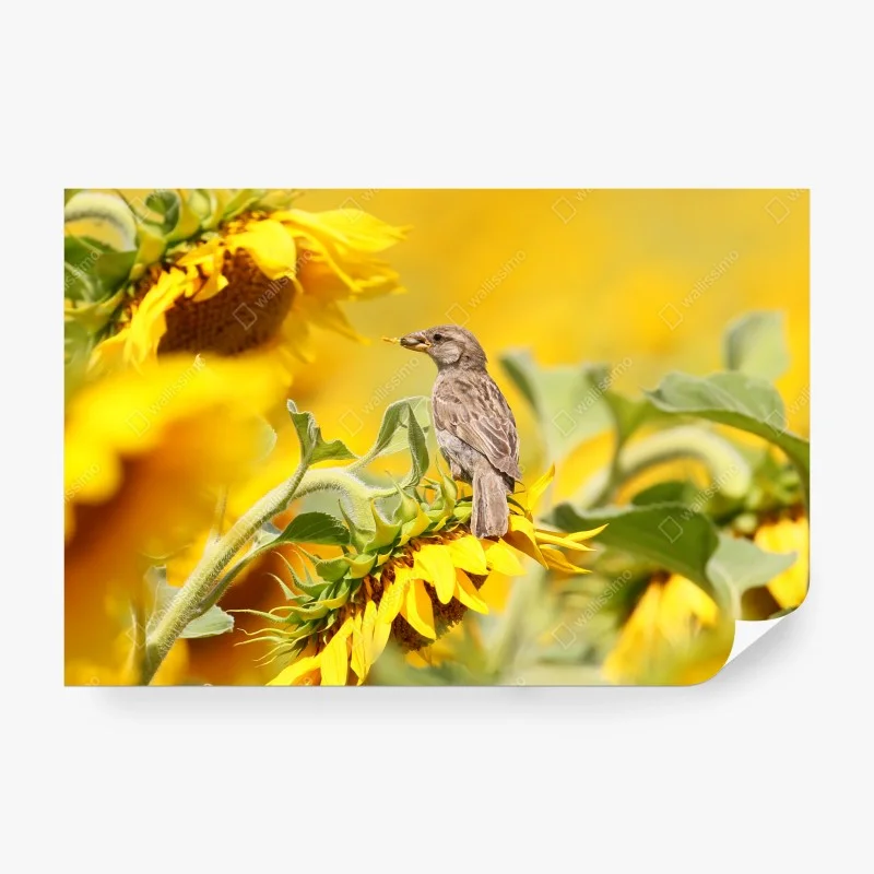 Carta da parati passero sul girasole dorato