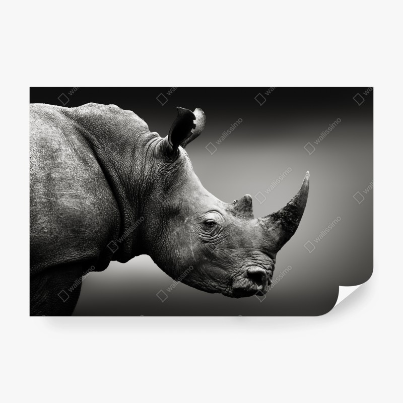 Carta da parati ritratto monocromo di rinoceronte bianco del Sudafrica