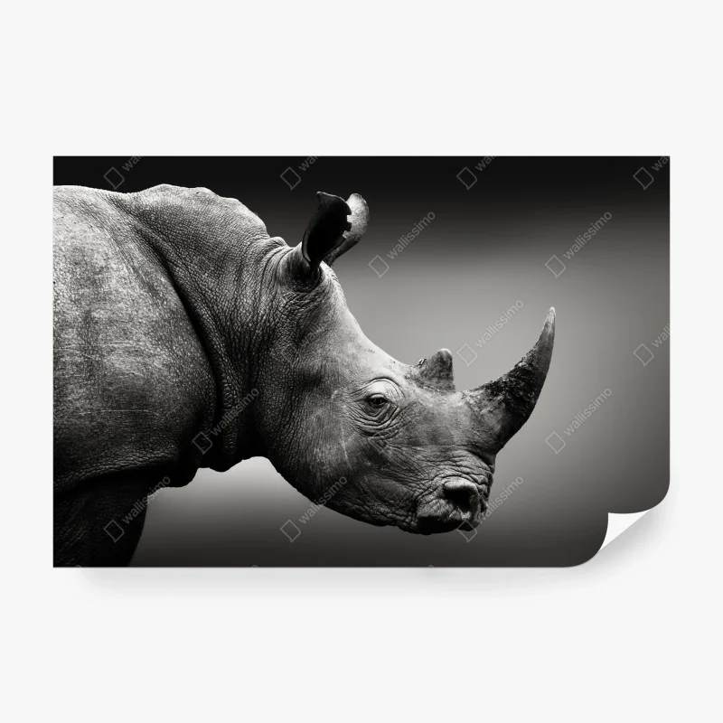 Carta da parati ritratto monocromo di rinoceronte bianco del Sudafrica
