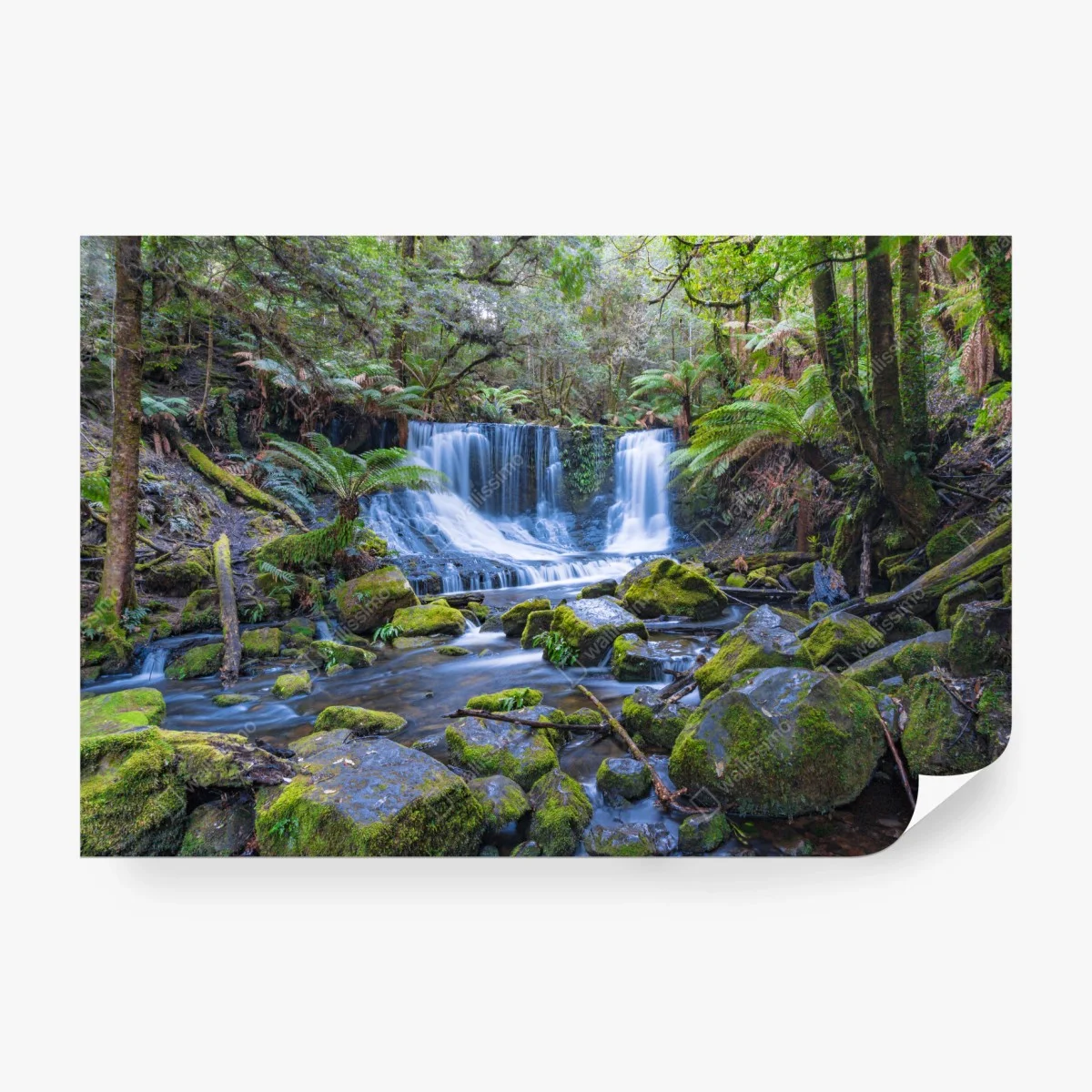 Carta da parati cascata tra le felci nella foresta • Wallissimo®