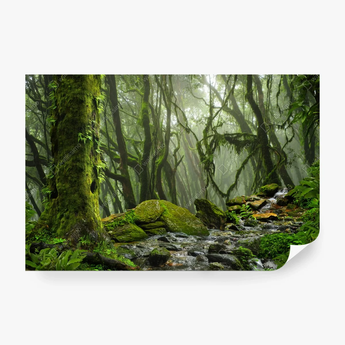 Carta da parati foresta incantata di muschio e nebbia • Wallissimo® Carta da parati foresta incantata di muschio e nebbia • Wallissimo®