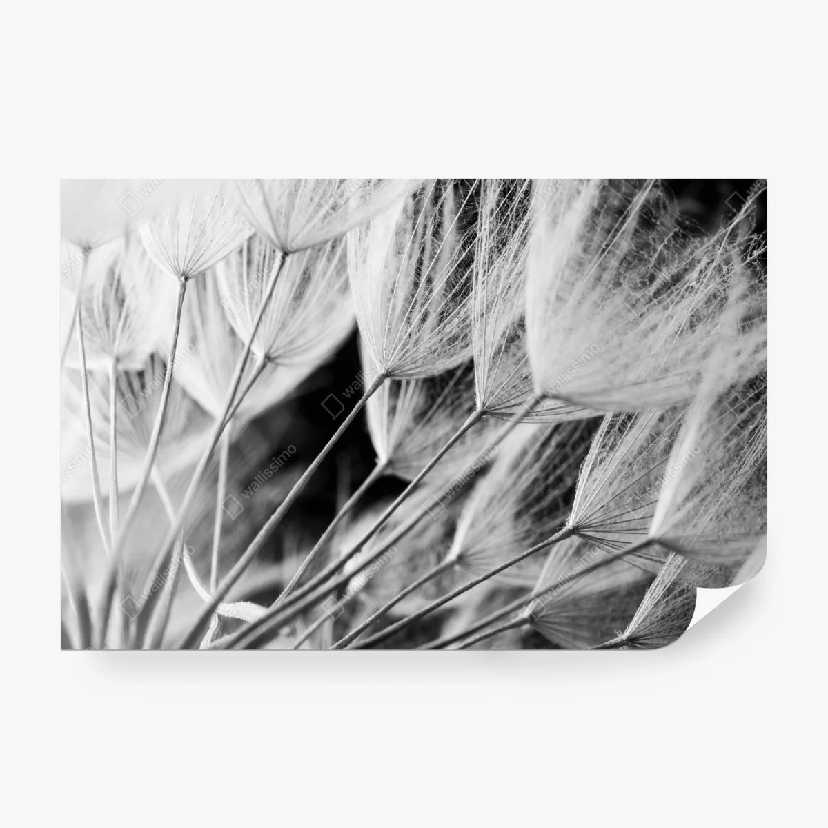 Carta da parati soffioni in bianco e nero • Wallissimo® Carta da parati soffioni in bianco e nero • Wallissimo®