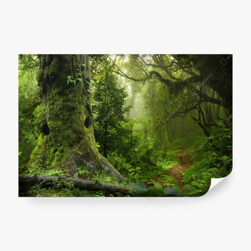 Carta da parati foresta incantata: sentiero tra alberi secolari