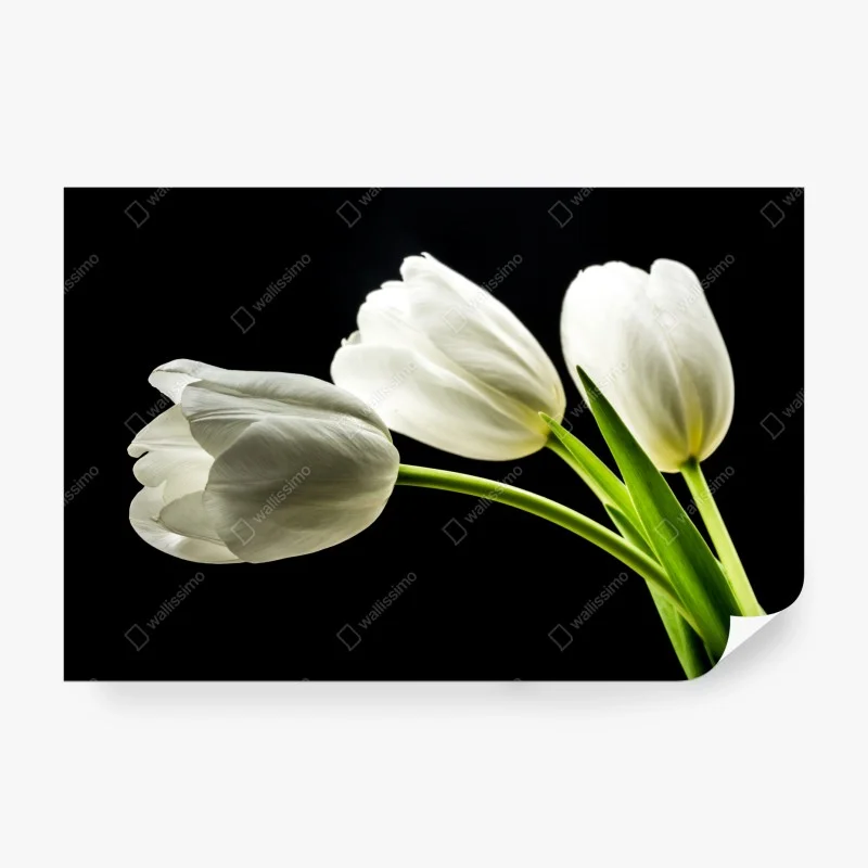 Carta da parati composizione di tulipani bianchi su sfondo nero