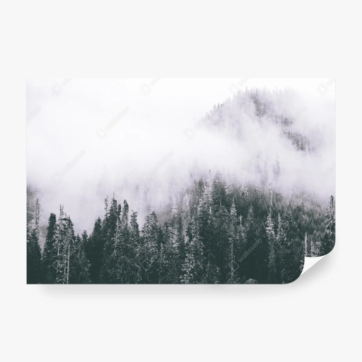 Carta da parati bosco avvolto nella nebbia • Wallissimo®