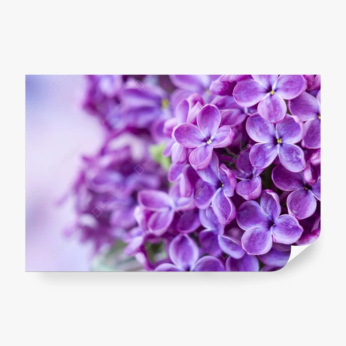Carta da parati lillà viola in primo piano • Wallissimo®