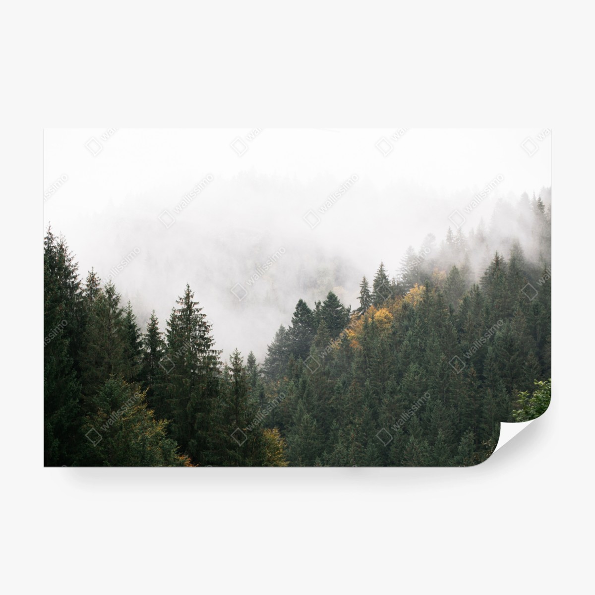 Carta da parati nebbia tra gli abeti • Wallissimo® Carta da parati nebbia tra gli abeti • Wallissimo®