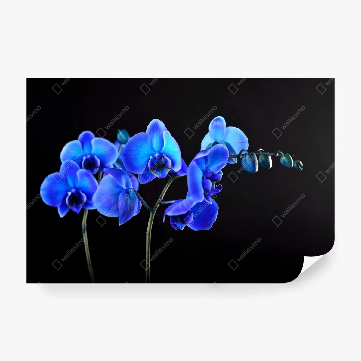 Carta da parati eleganza di orchidea blu su sfondo nero • Wallissimo® Carta da parati eleganza di orchidea blu su sfondo nero • Wallissimo®