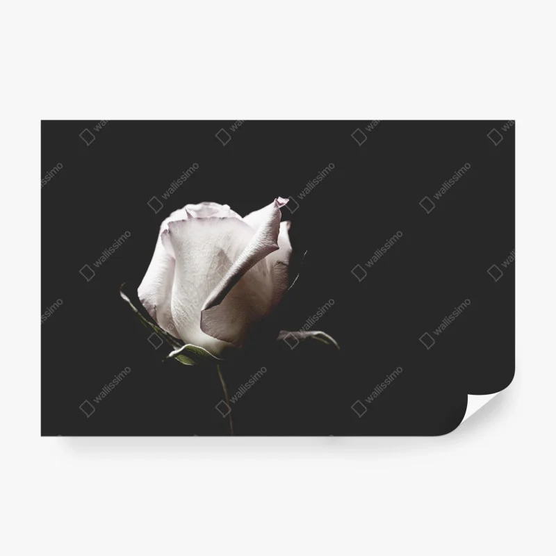 Carta da parati elegante rosa bianca su sfondo scuro