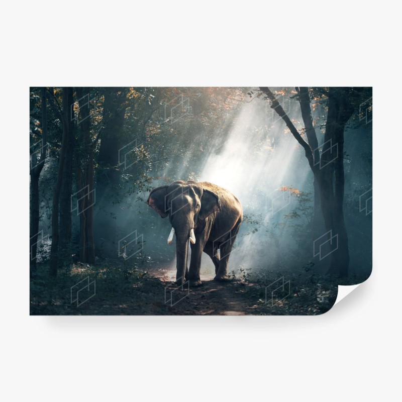 Carta da parati elefante maestoso nella foresta illuminata
