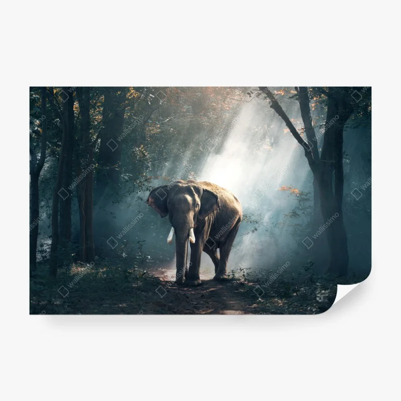 Carta da parati elefante maestoso nella foresta illuminata