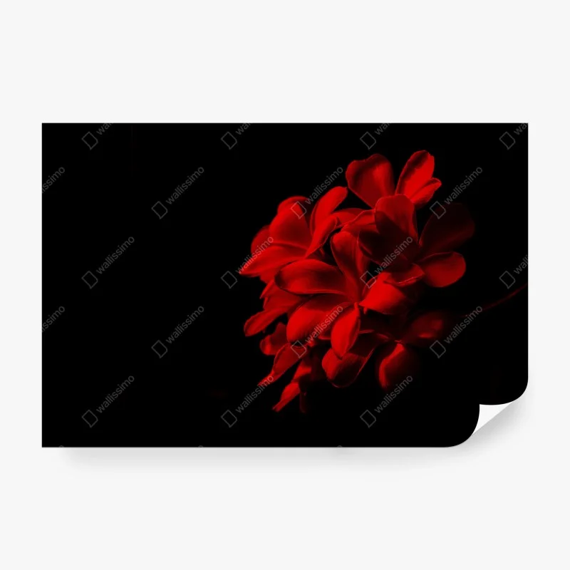 Carta da parati plumeria rossa su sfondo nero, eleganza minimalista