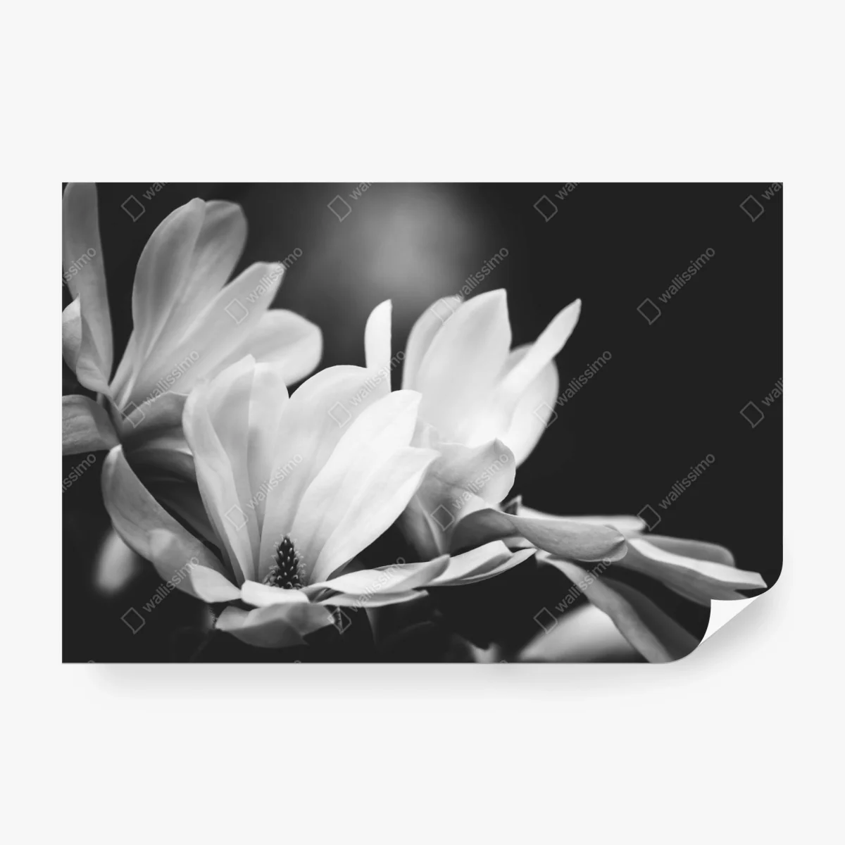 Carta da parati magnolia in bianco e nero elegante e minimalista • Wallissimo® Carta da parati magnolia in bianco e nero elegante e minimalista • Wallissimo®