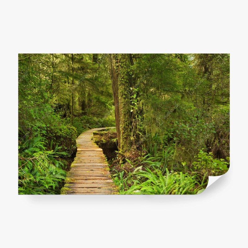 Carta da parati sentiero nel cuore della foresta pluviale