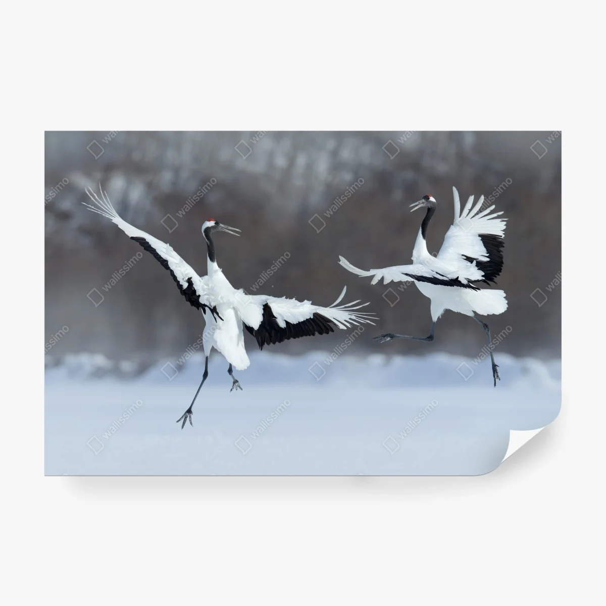 Carta da parati danza delle gru di Hokkaido nella neve • Wallissimo® Carta da parati danza delle gru di Hokkaido nella neve • Wallissimo®