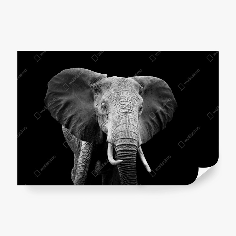 Carta da parati maestoso elefante su sfondo nero