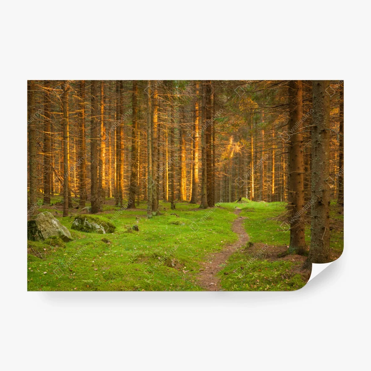Carta da parati sentiero nella foresta dorata • Wallissimo®