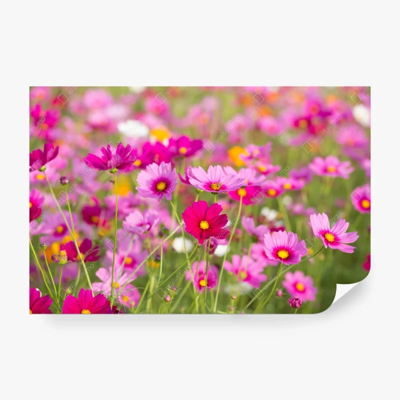 Carta da parati campo di cosmee rosa