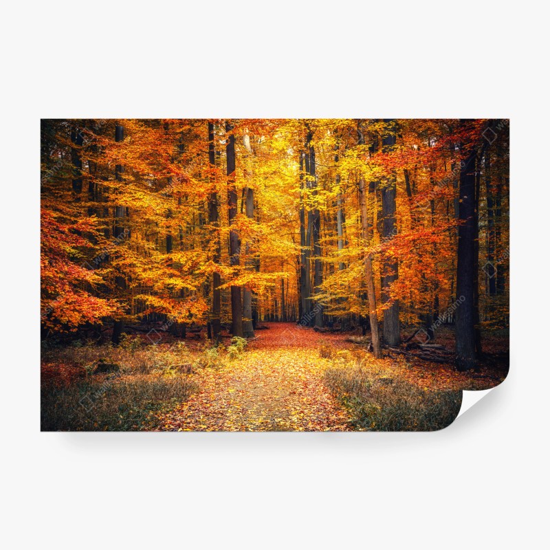 Carta da parati sentiero nel bosco autunnale dorato