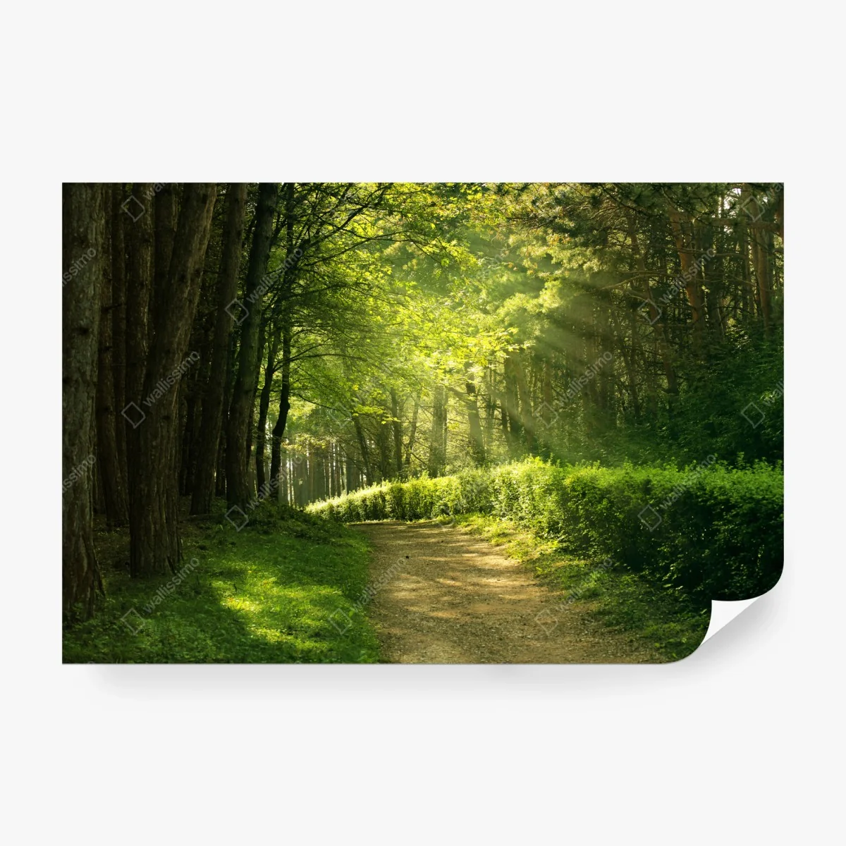 Carta da parati sentiero illuminato nella foresta estiva • Wallissimo®