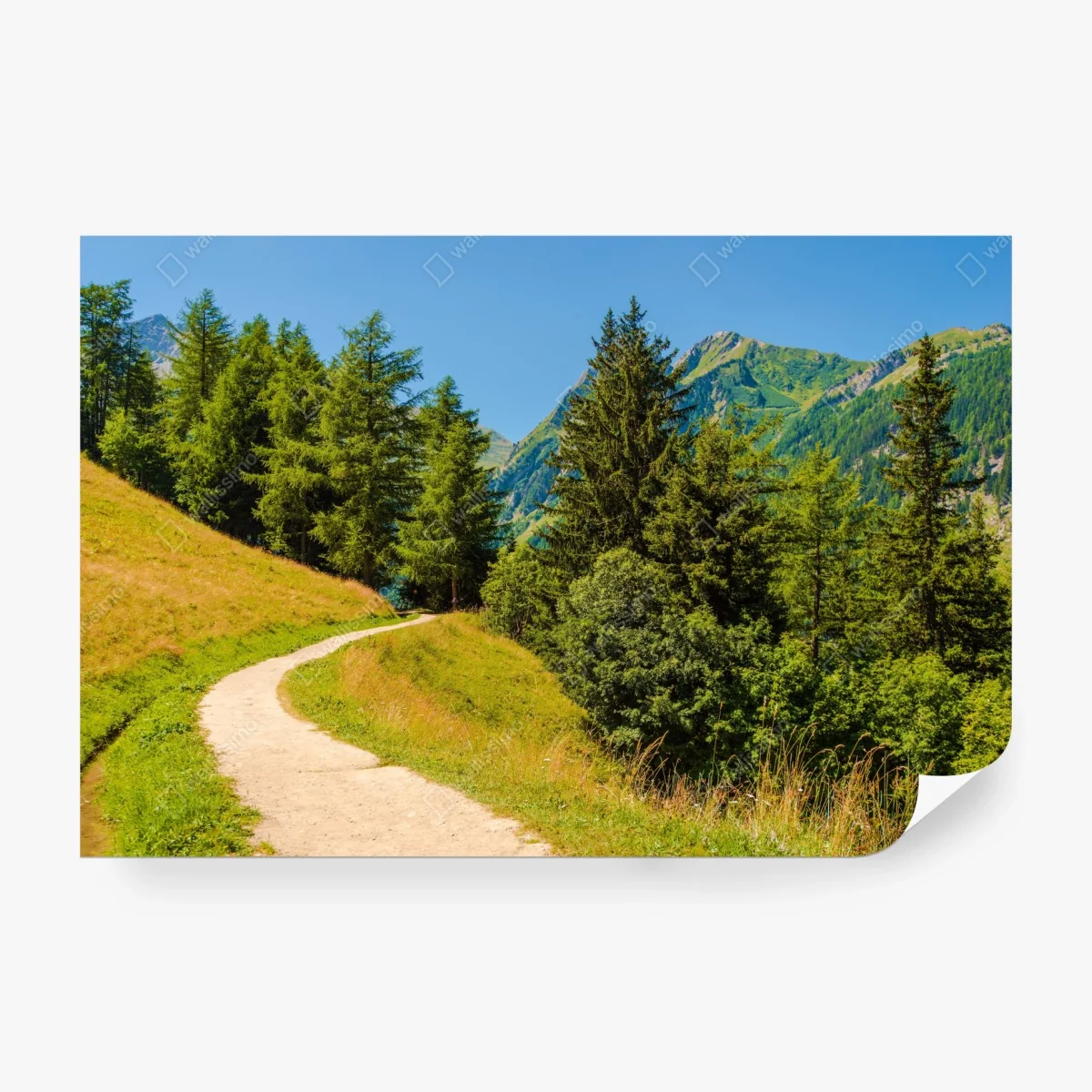 Carta da parati sentiero estivo tra i pascoli delle Alpi Svizzere • Wallissimo® Carta da parati sentiero estivo tra i pascoli delle Alpi Svizzere • Wallissimo®