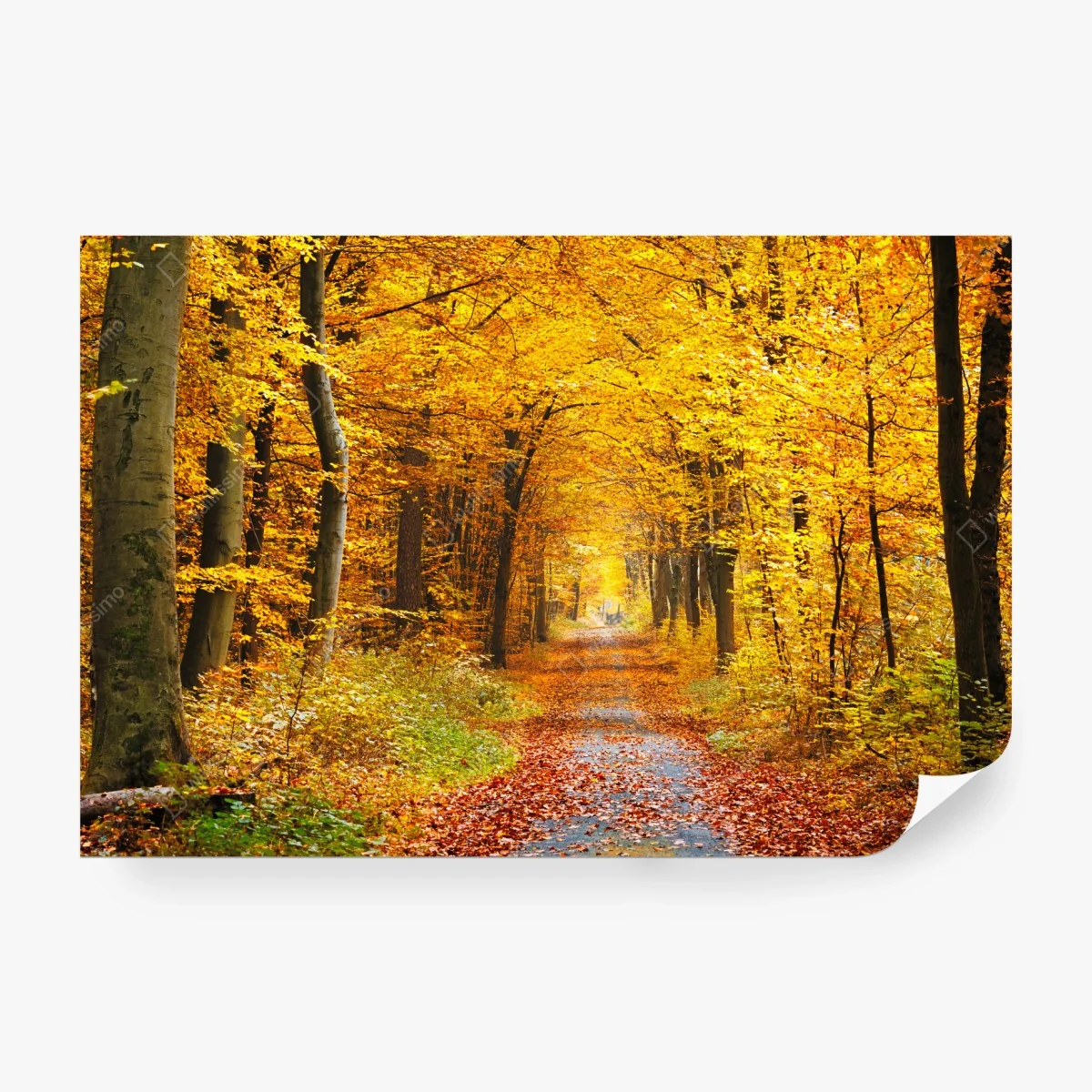 Carta da parati sentiero autunnale tra gli alberi dorati • Wallissimo® Carta da parati sentiero autunnale tra gli alberi dorati • Wallissimo®