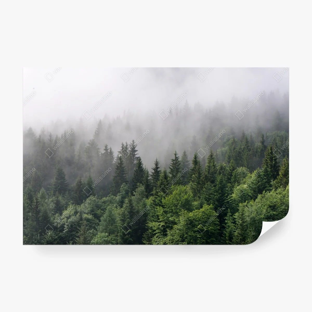 Carta da parati sussurro di nebbia nella foresta • Wallissimo® Carta da parati sussurro di nebbia nella foresta • Wallissimo®