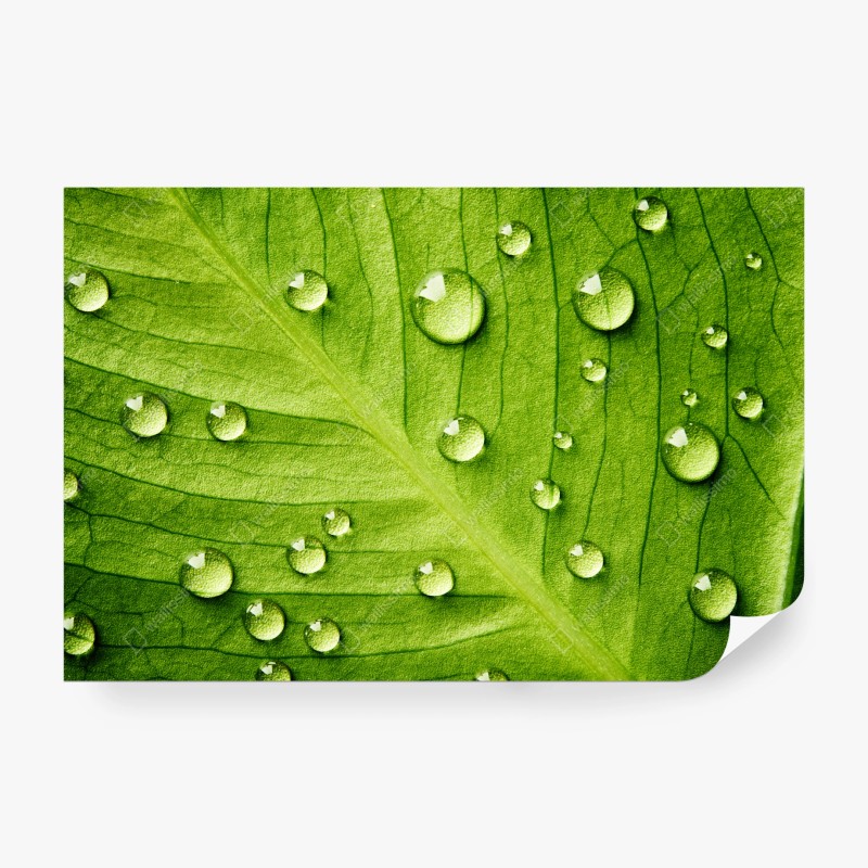 Carta da parati foglia verde con gocce d'acqua