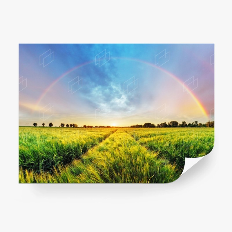 Carta da parati campo di grano sotto un arcobaleno al tramonto