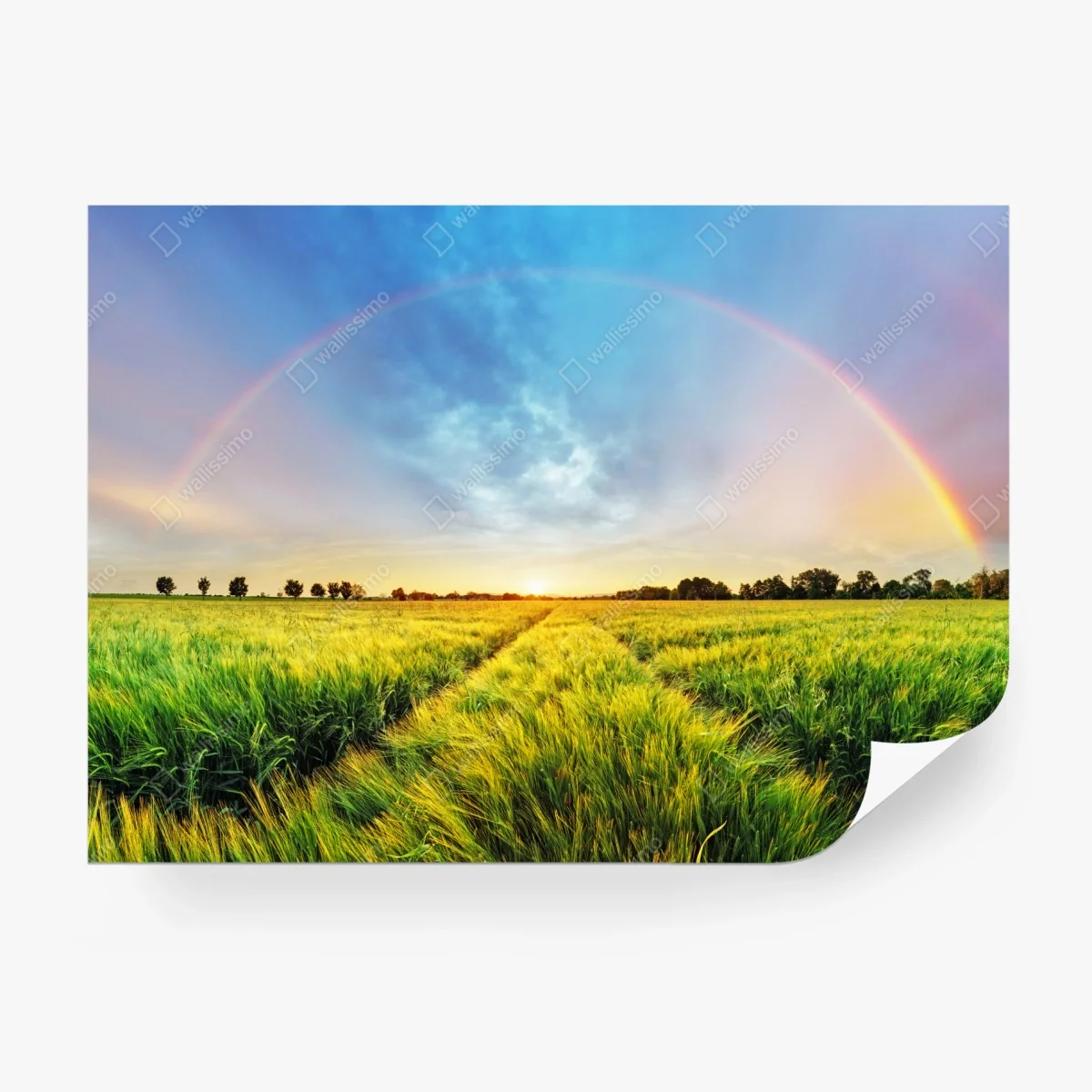 Carta da parati campo di grano sotto un arcobaleno al tramonto • Wallissimo® Carta da parati campo di grano sotto un arcobaleno al tramonto • Wallissimo®