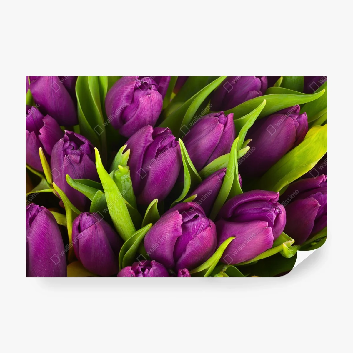 Carta da parati bouquet di tulipani viola in primo piano • Wallissimo®