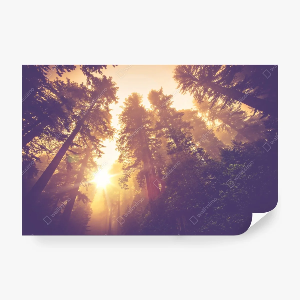 Carta da parati foresta incantata al chiarore dorato • Wallissimo®