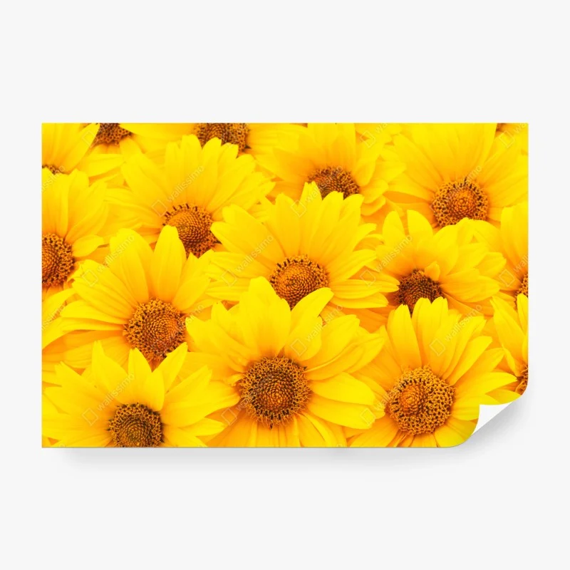 Carta da parati esplosione di girasoli luminosi