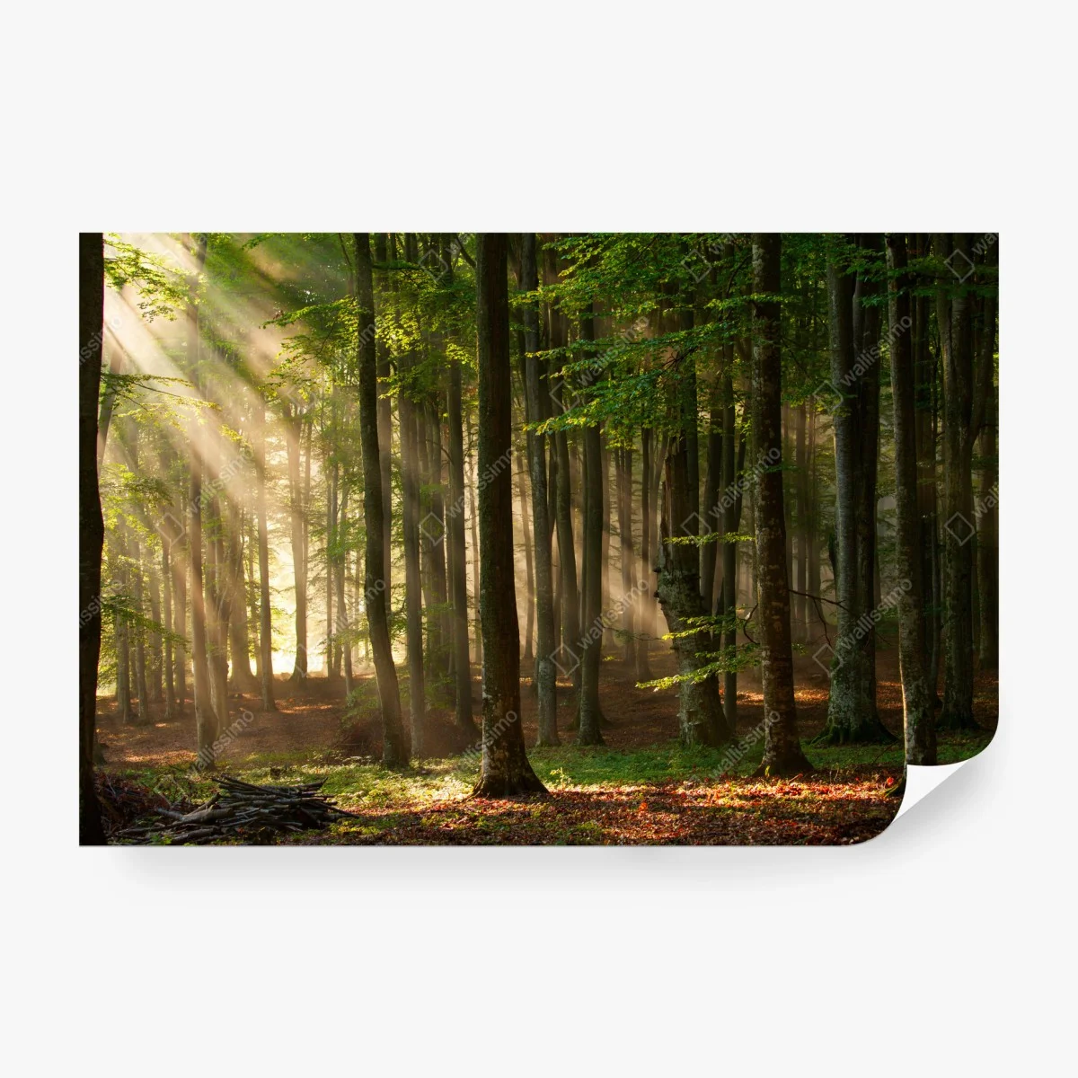 Carta da parati foresta al mattino con raggi di luce • Wallissimo®