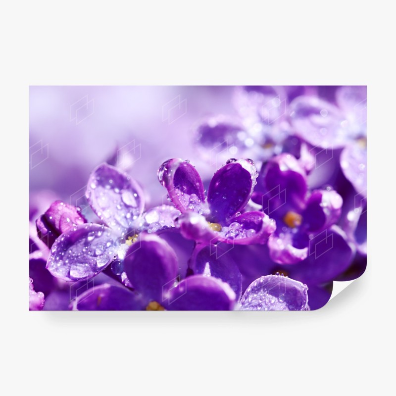 Carta da parati fiori di lillà in rugiada